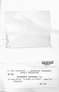 Ochrolechia tartarea image